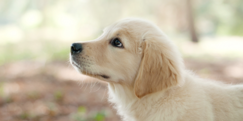 Study By Pet Food Manufacturers Association Vets Study By Pet Food Manufacturers Association Vets