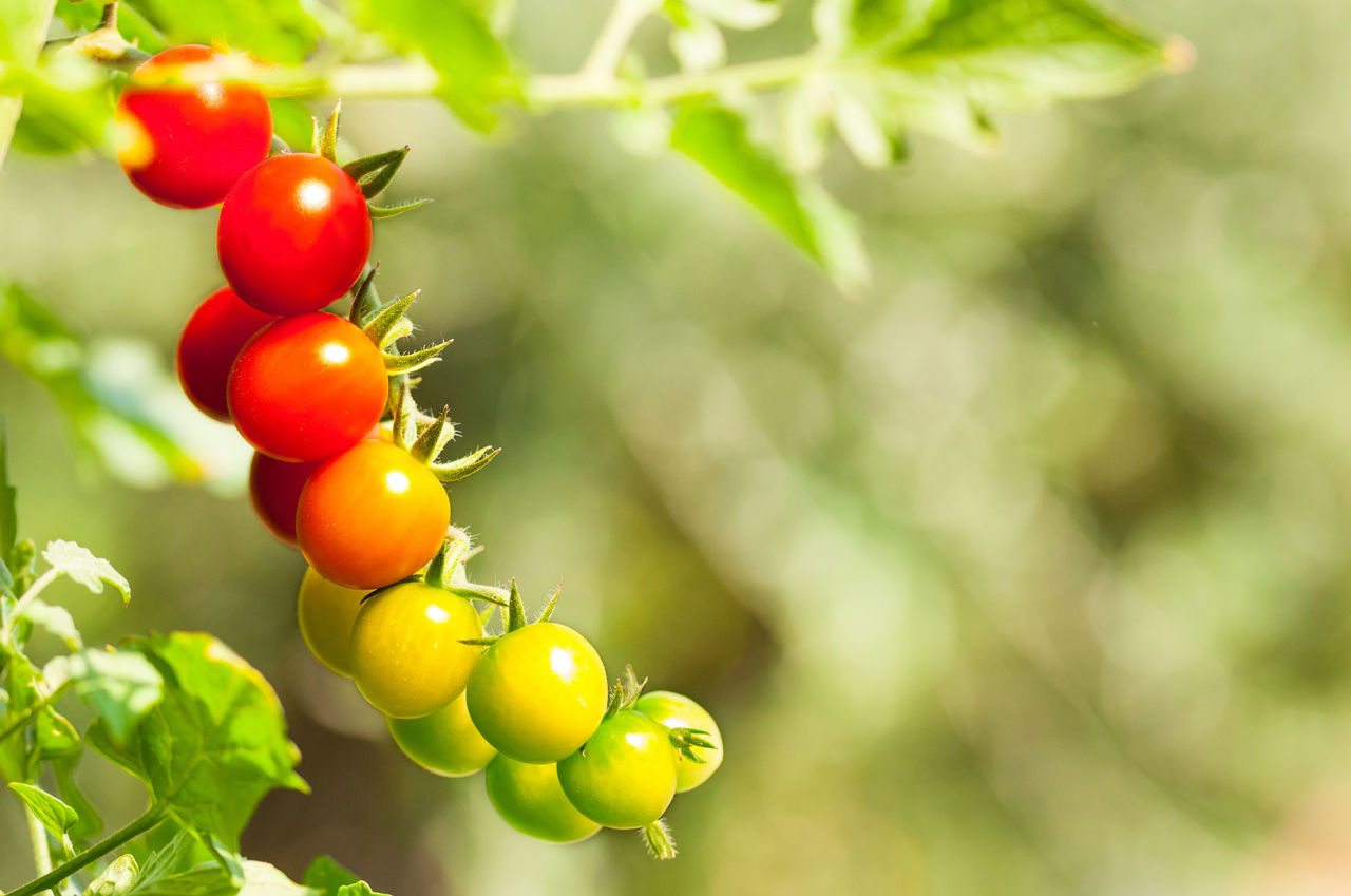 How to grow perfect tomatoes South Home Realty Homes