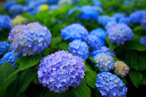 12 amazing gardening hacks everyone with a garden needs to know