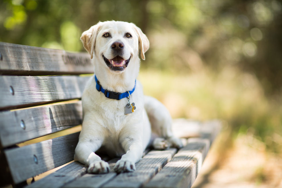 15 dog breeds that make the best travel companions