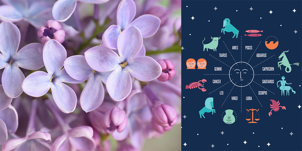 The best flowers to plant for your astrological sign