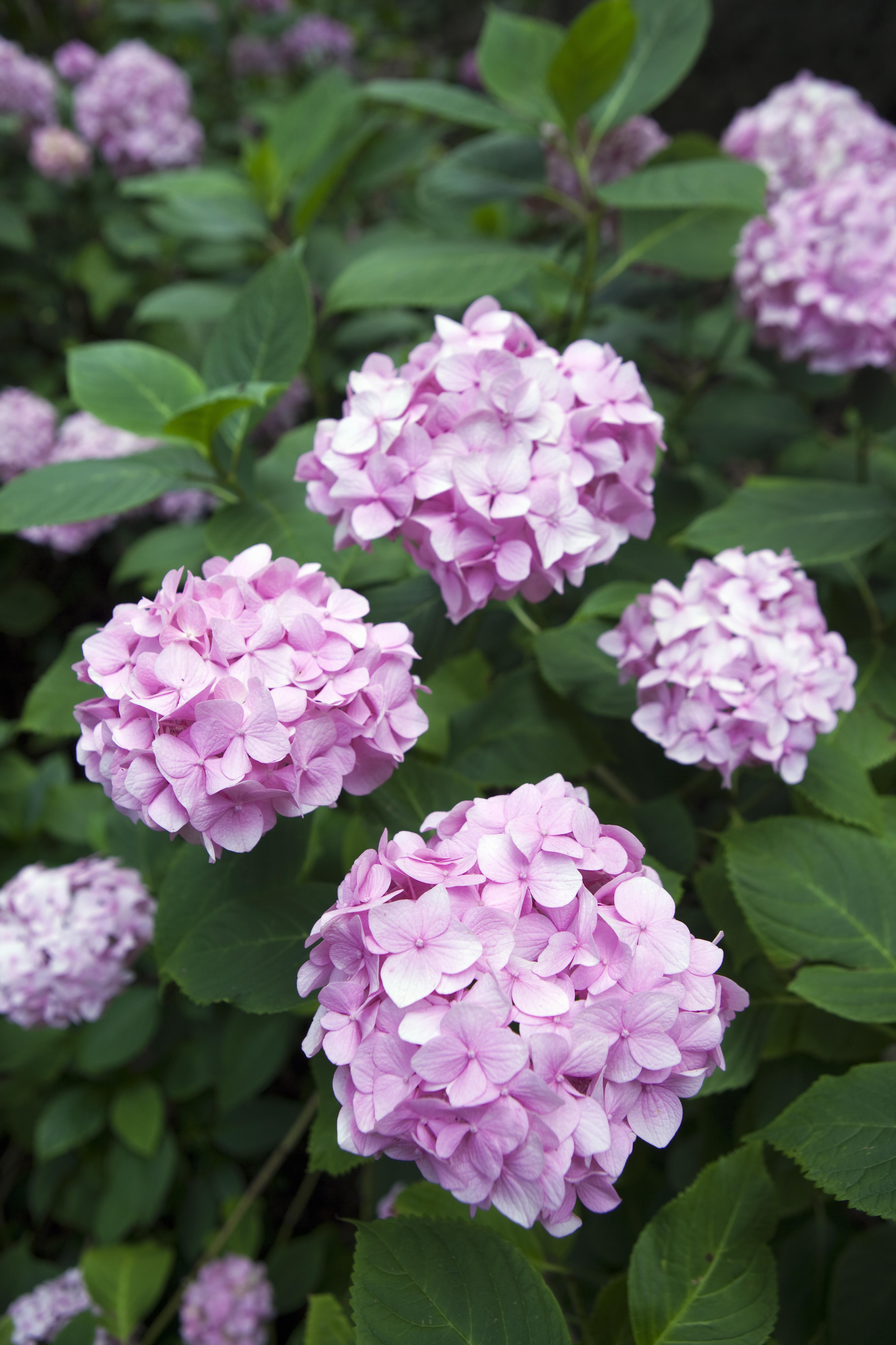 hydrangea headpiece