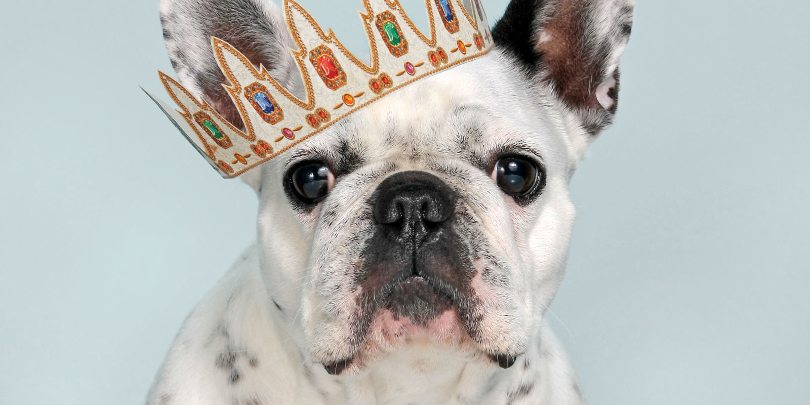 The 18 most expensive dogs to buy and own