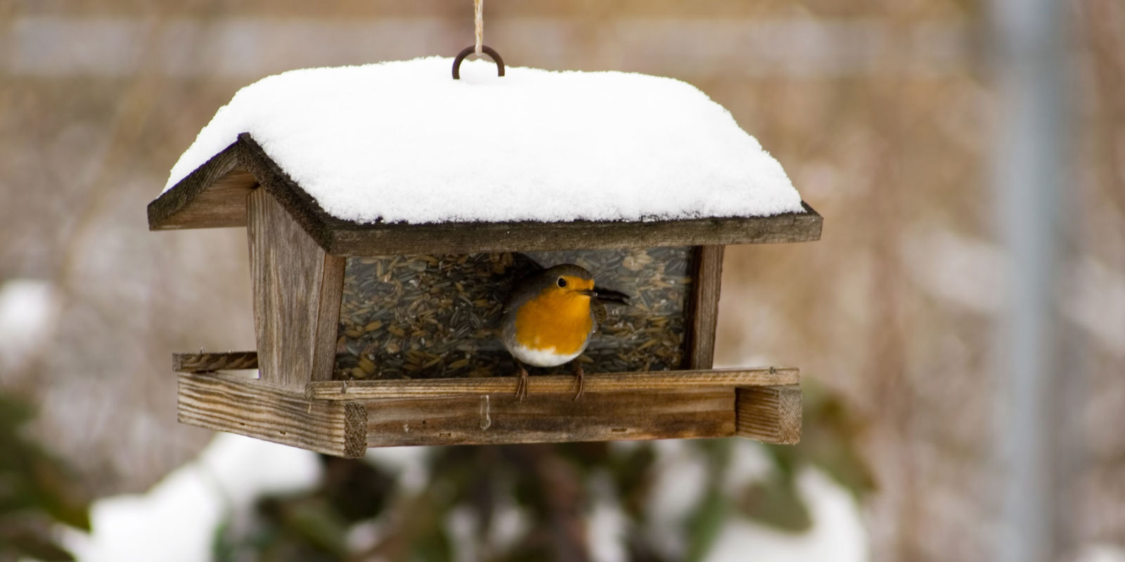 The one thing you should never feed to the birds in winter