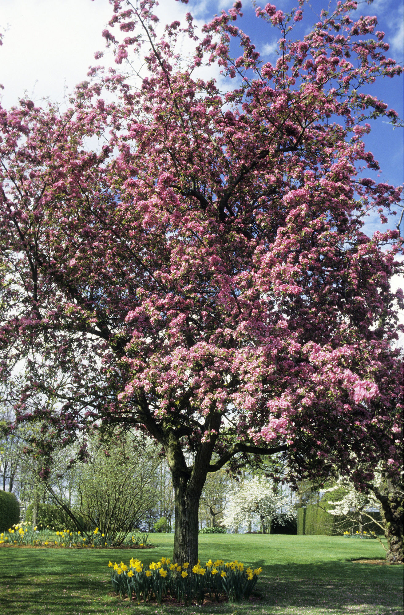 The best places to see blossom in the UK