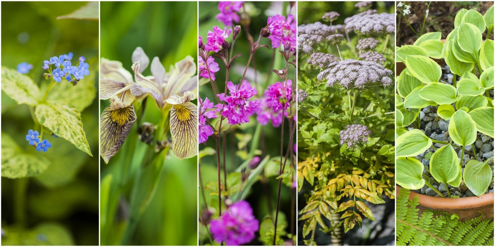 Best plants for May