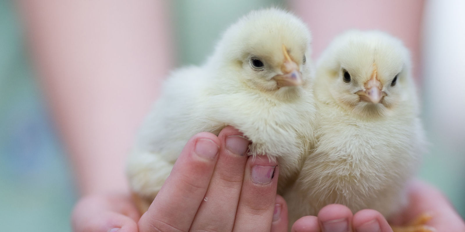 May tips for keeping chickens How to look after chickens