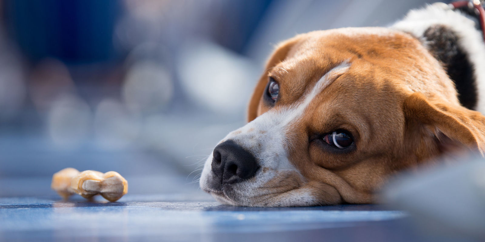 dogs can read our expressions and can catch human emotions too country christmas craft show