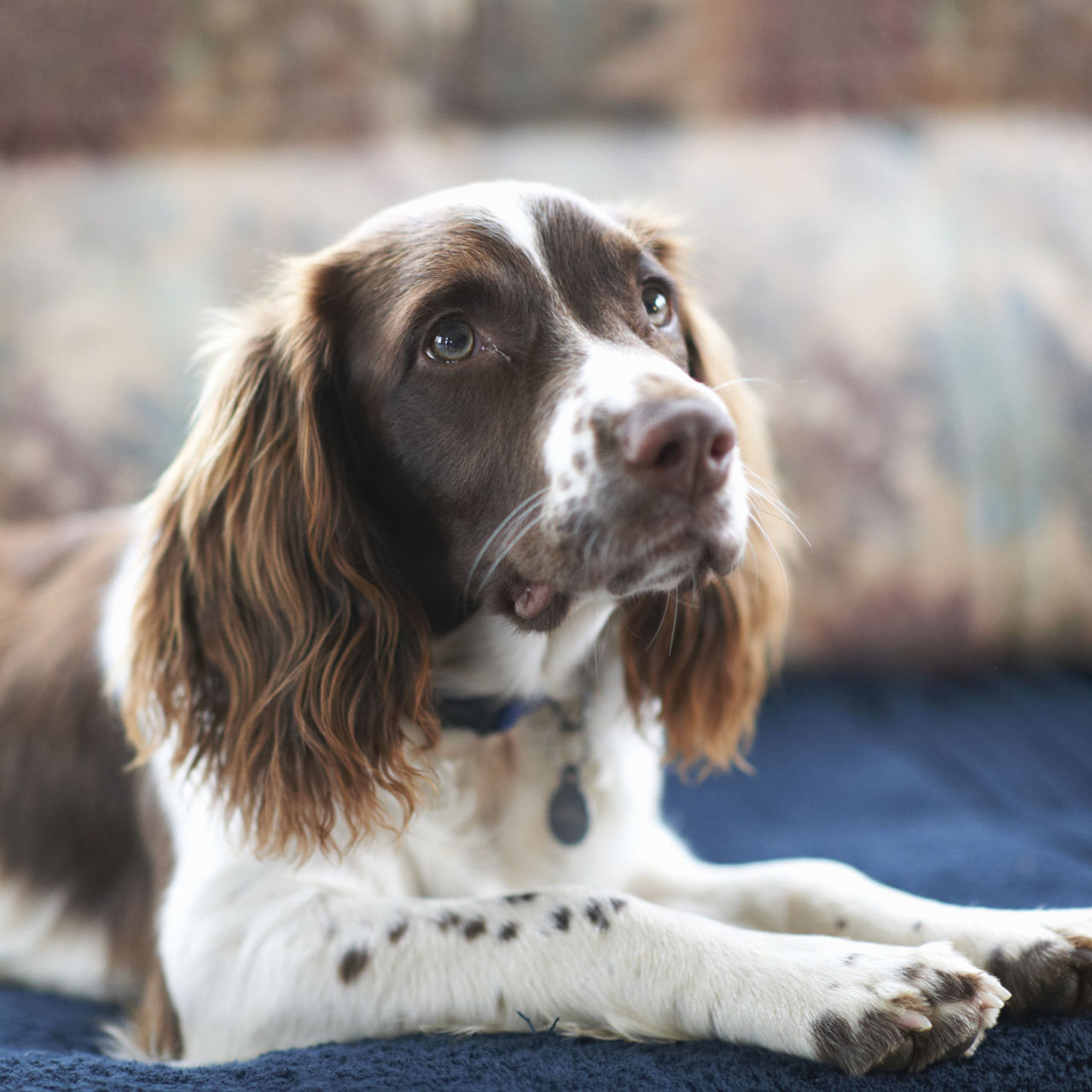 Best top 100 dogs tv show Store