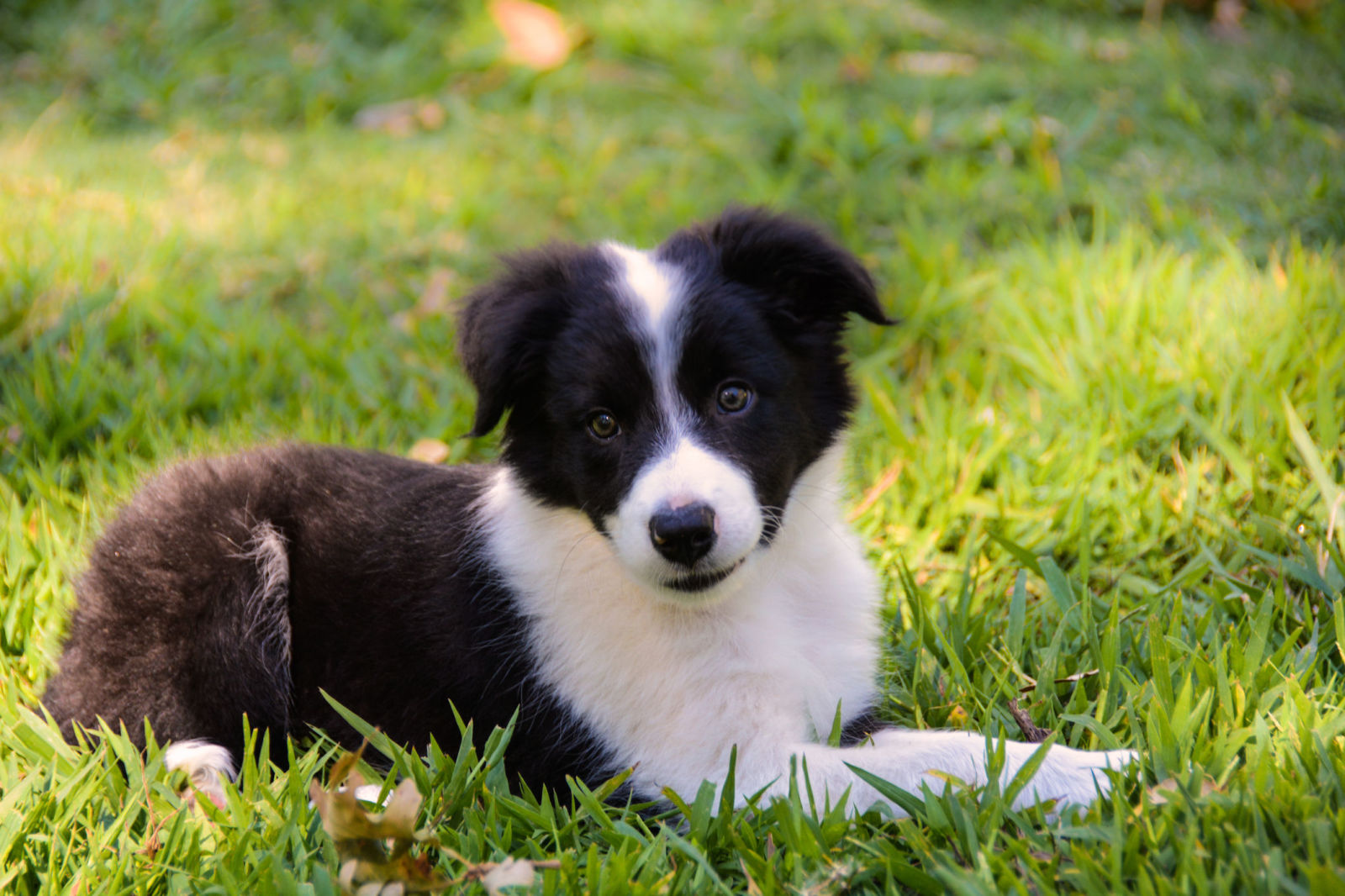 7 emotions you didn't realise your dog could feel