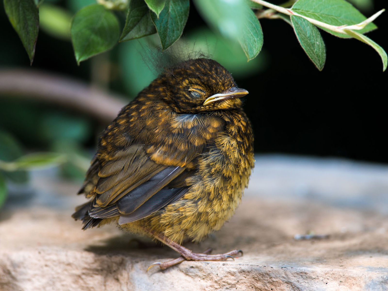 Baby Blackbird